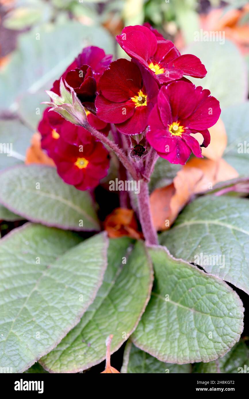 Primula polyanthus ‘Fireflies’ Primrose polyanthus Fireflies – Gruppe von karmesinroten Blüten mit kleinen gelben Augen, frischen grünen ovalen Blättern, Novembe Stockfoto