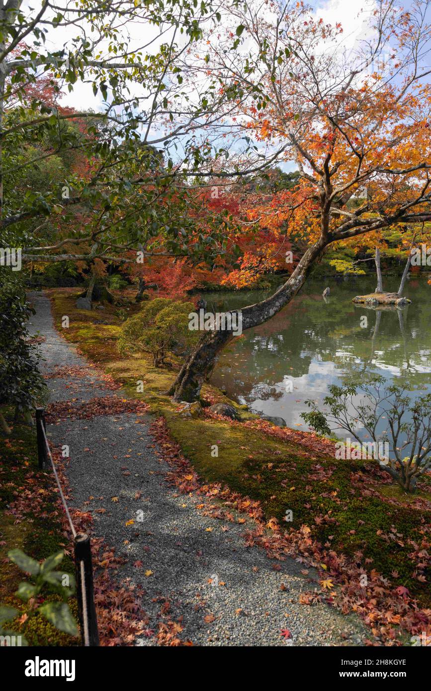 Kyoto, Japan. 26th. November 2021. Ein Pfad, der mit Herbstblättern überschüttet ist, neben einem Teich im Goldenen Pavillon (Kinkaku-ji-Tempel).Rokuon-ji, allgemein bekannt als ''Kinkaku-ji'', ist ein Zen-Tempel der Shokoku-ji-Schule der Rinzai-buddhistischen Konfession. Der Goldene Pavillon und der Tempelgarten sind seit 1994 als Weltkulturerbe registriert. (Bild: © Stanislav Kogiku/SOPA Images via ZUMA Press Wire) Stockfoto