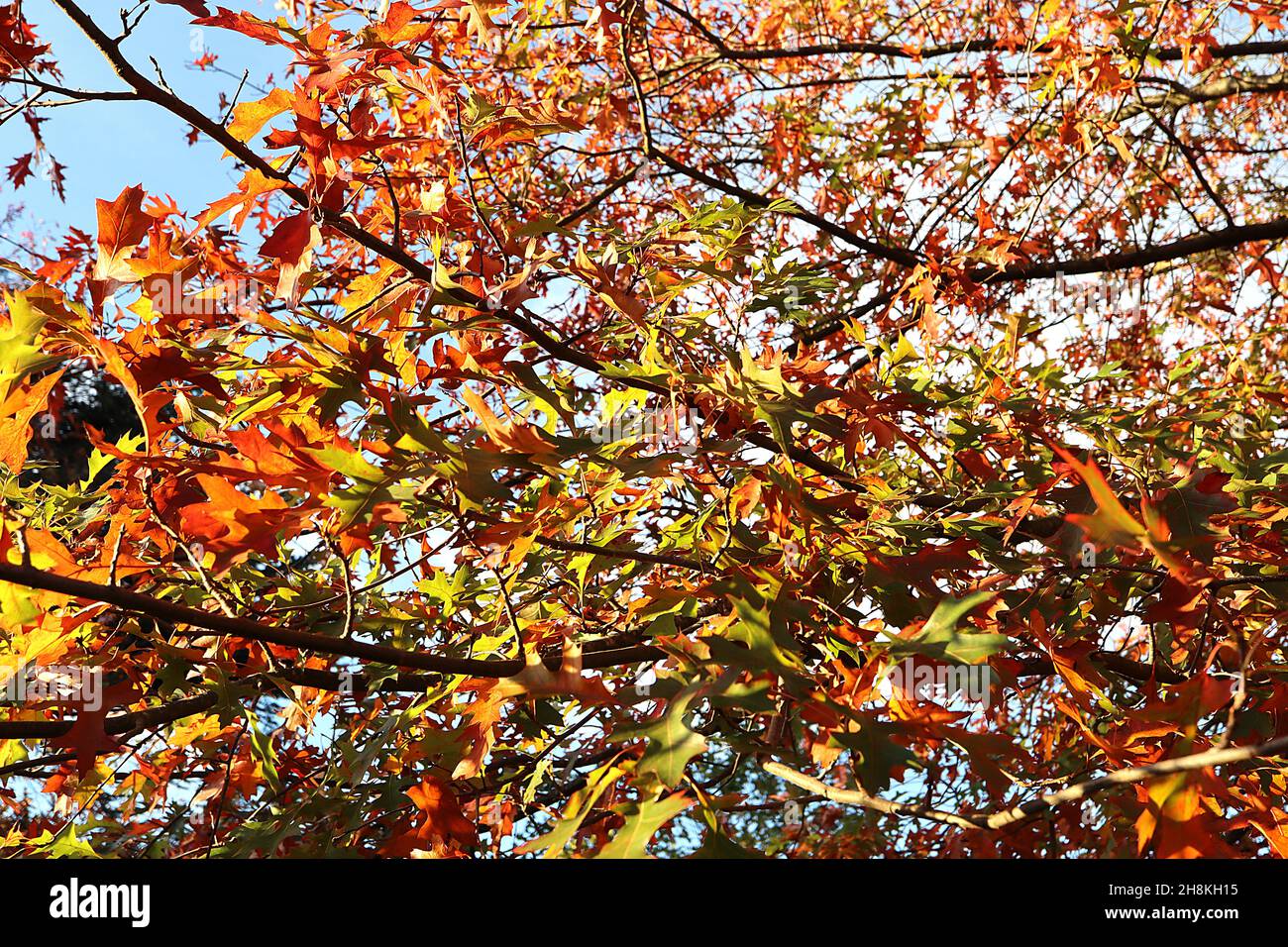 Quercus palustris Nadeleiche – hellgrüne und orange spitz gelappte Blätter mit tiefgeschnittenen U-förmigen Nasennebenhöhlen, November, England, Großbritannien Stockfoto