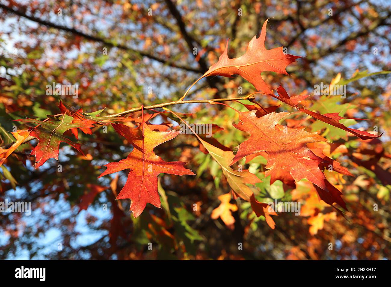 Quercus palustris Nadeleiche – hellgrüne und orange spitz gelappte Blätter mit tiefgeschnittenen U-förmigen Nasennebenhöhlen, November, England, Großbritannien Stockfoto