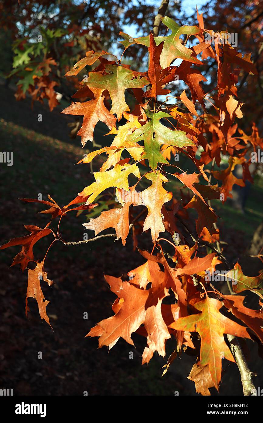 Quercus palustris Nadeleiche – hellgrüne und orange spitz gelappte Blätter mit tiefgeschnittenen U-förmigen Nasennebenhöhlen, November, England, Großbritannien Stockfoto