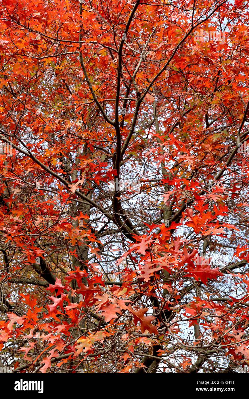 Quercus palustris Nadeleiche – rot gelappte Blätter mit tiefgeschnittenen U-förmigen Nasennebenhöhlen, November, England, Großbritannien Stockfoto