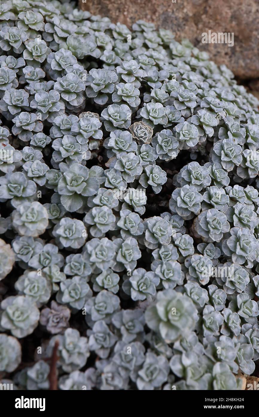 Raoulia hookeri var albo-sericea kleine Rosetten aus dicht gepackten Silberblättern, November, England, Großbritannien Stockfoto