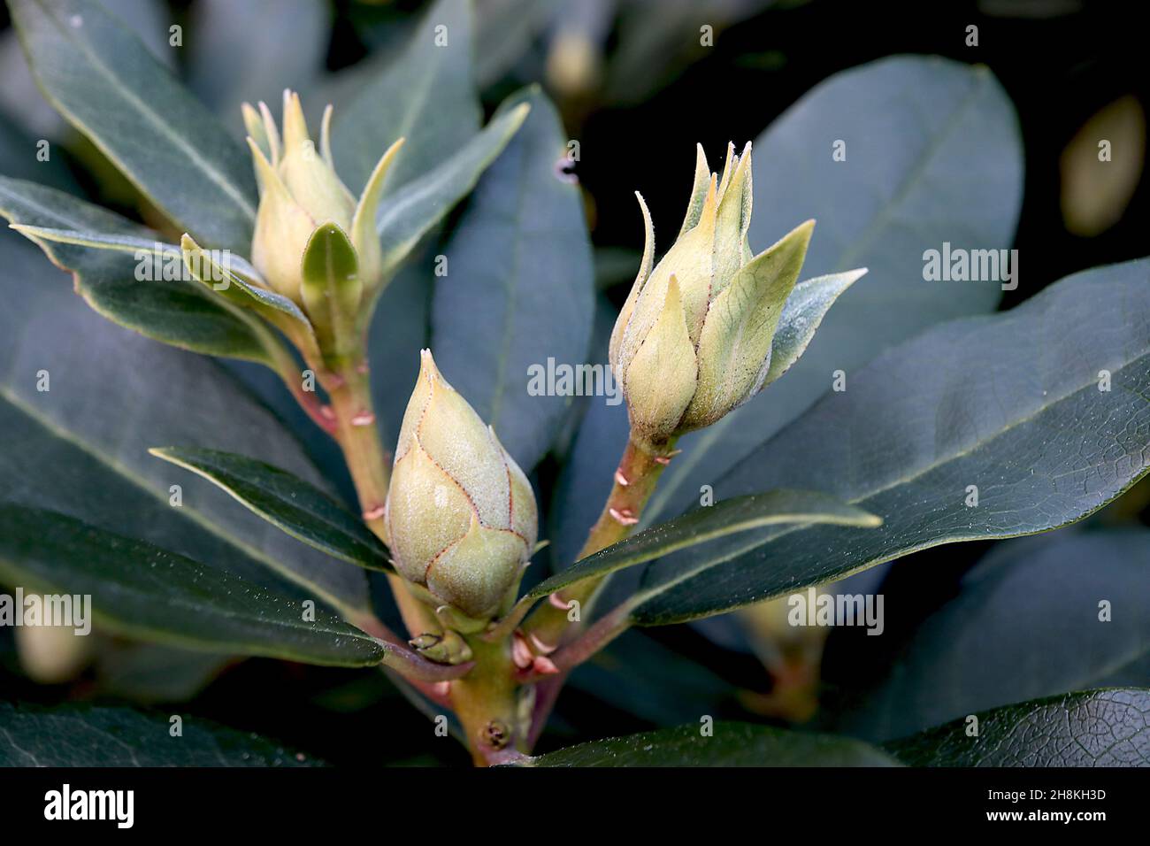 Rhododendron-Bltenknospen blassgrne Bltenknospen mit gepunkteten roten  Rndern, lngliche dunkelgrne Bltter, November, England, Grobritannien  Stockfotografie - Alamy