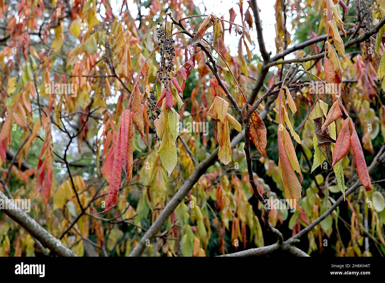 Rhus javanica var roxburghii Chinese sumac – hängende braune Samenkopfrasen und gelbe, orange, rote und mittelgrüne Blätter, November, England, Großbritannien Stockfoto