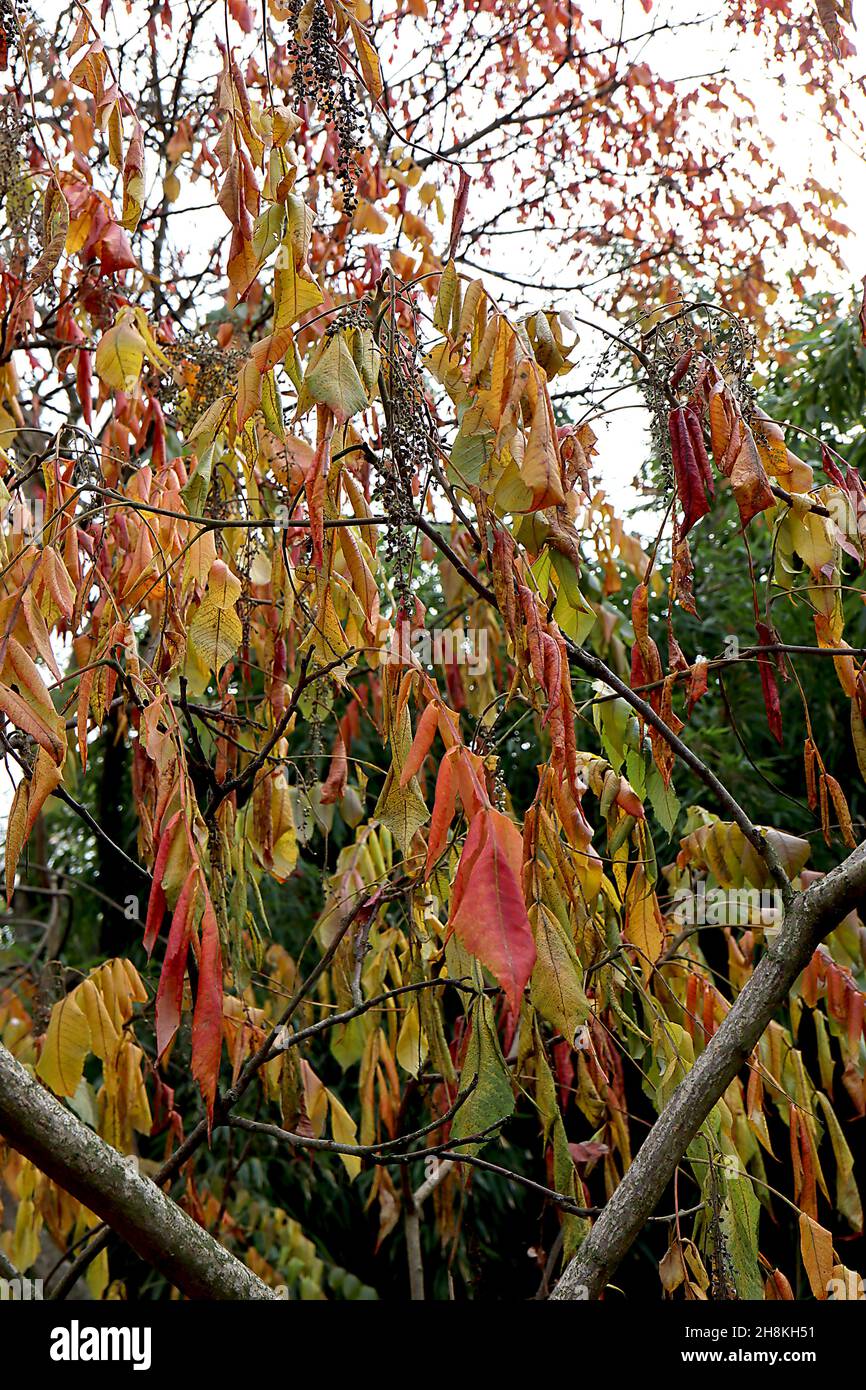 Rhus javanica var roxburghii Chinese sumac – hängende braune Samenkopfrasen und gelbe, orange, rote und mittelgrüne Blätter, November, England, Großbritannien Stockfoto
