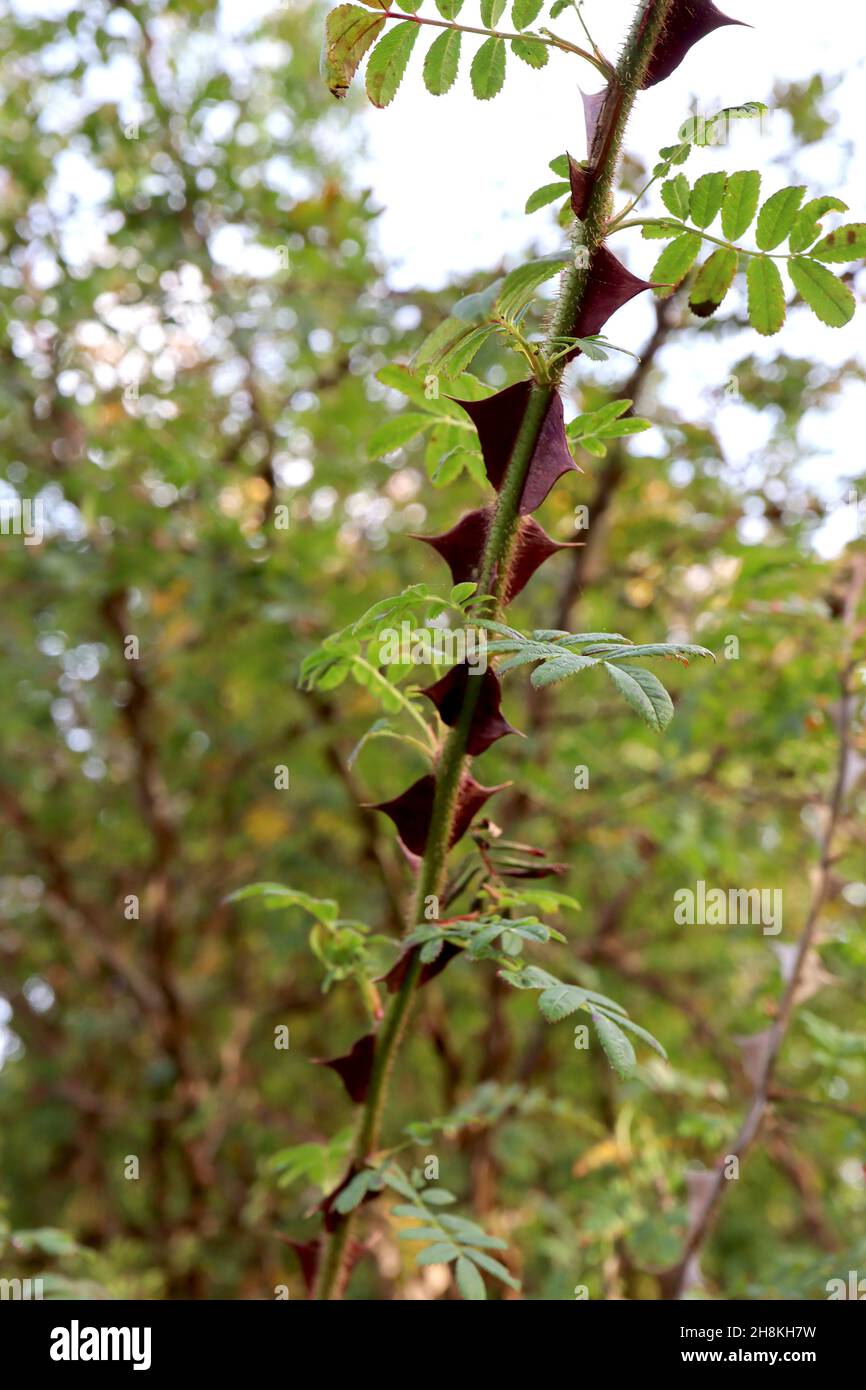 Rosa sericea subsp omeiensis f pteracantha geflügelte Dornenrose – breite flache dreieckige rote Dornen und winzig gefiederte mittelgrüne Blätter, grüne Stängel, UK Stockfoto