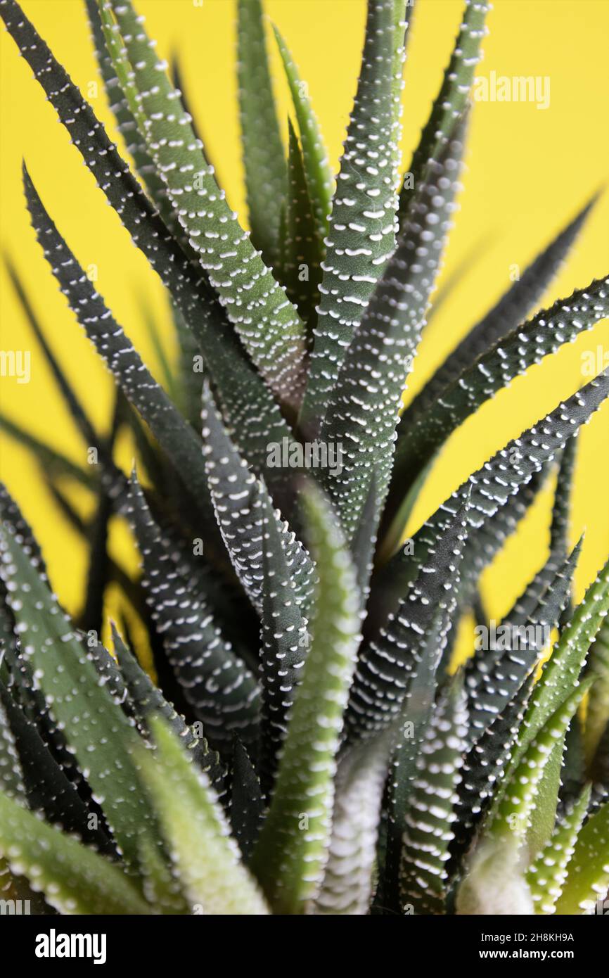 Haworthiopsis attenuata Pflanze aus nächster Nähe. Stockfoto