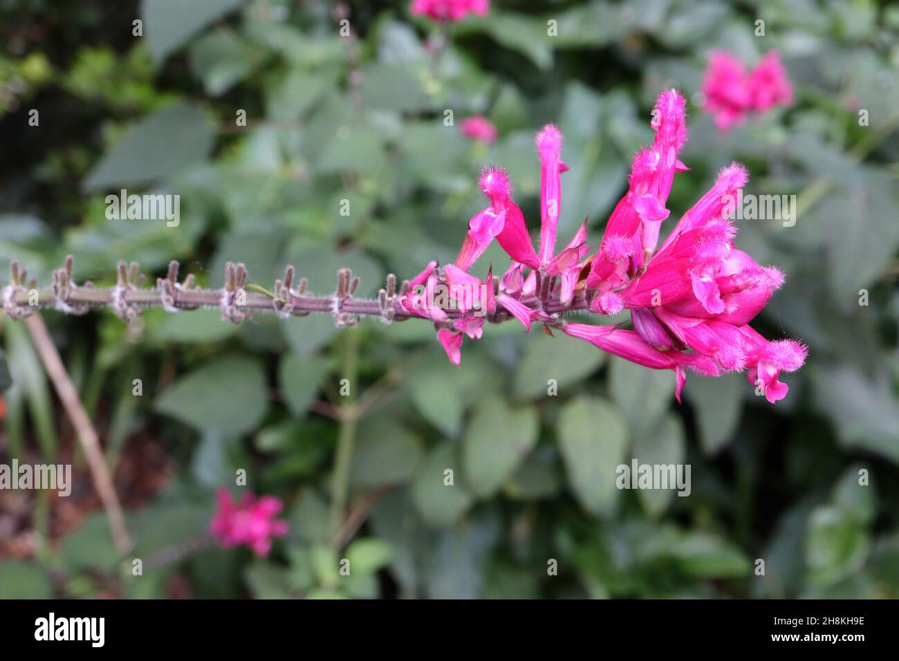 Salvia involucrata ‘Bethellii’ Rosenblatt-Salbei Bethellii – röhrenförmige, tiefrosa Blüten mit flauschigen Spitzen, November, England, Großbritannien Stockfoto