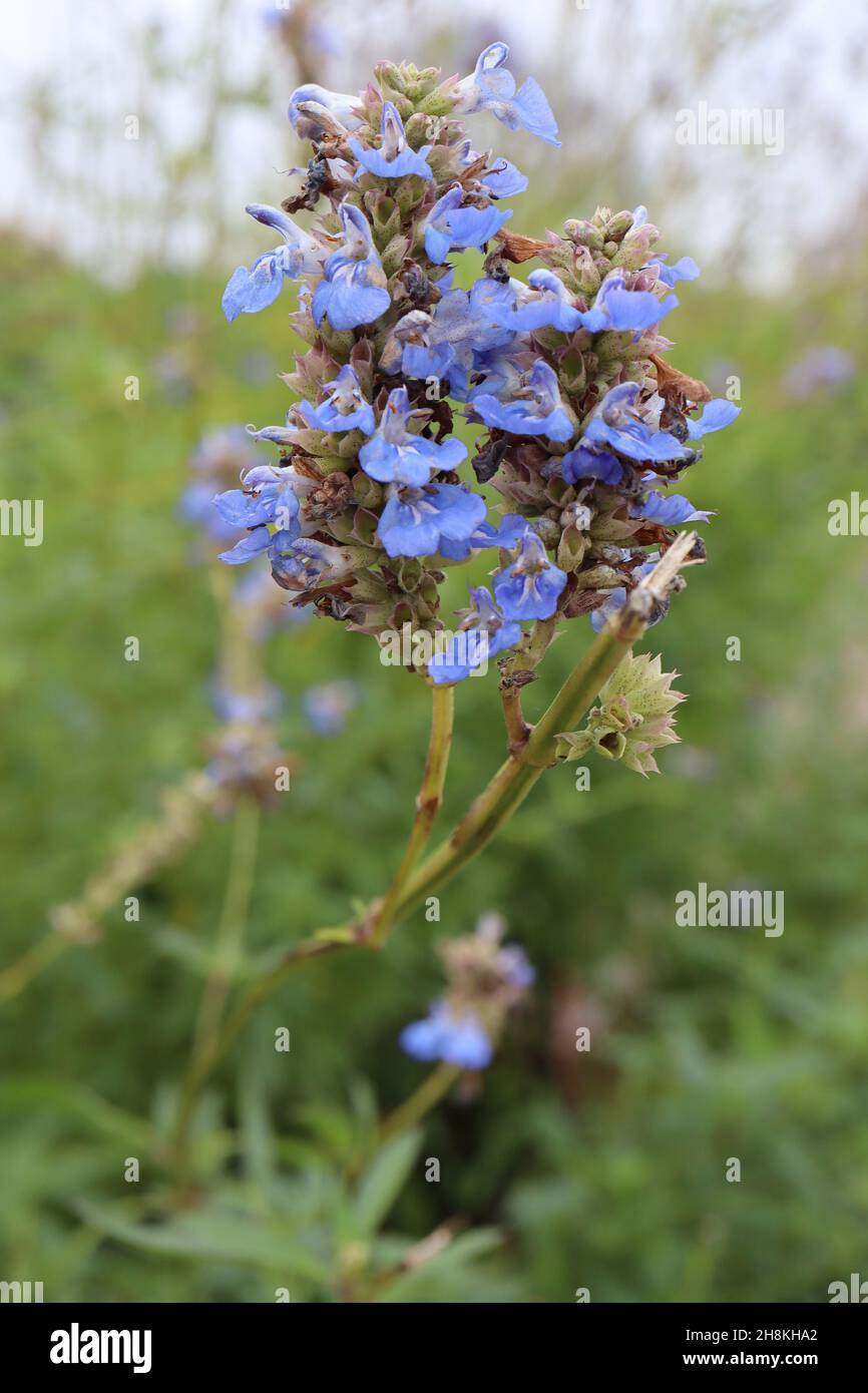 Salvia uliginosa ‘African Skies’ Moor Salbei African Skies - zweilippige mittelblaue Blüten mit weißen Markierungen an sehr hohen Stielen, November, England, Stockfoto