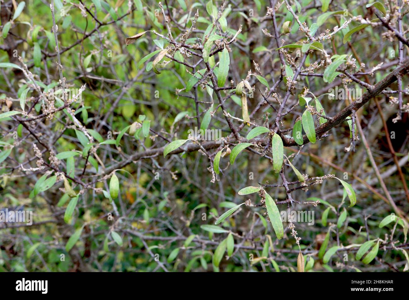 Shepherdia argentea silberberry – getrocknete Buff-Blütenknospen auf Twiglets, kleine obovate mittelgrüne Blätter, November, England, Großbritannien Stockfoto