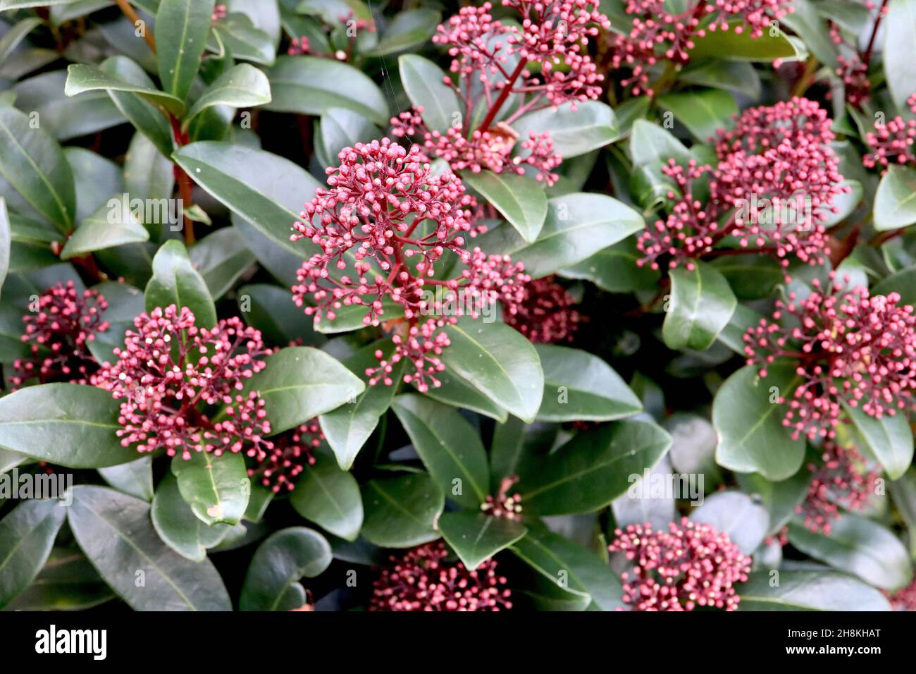 Skimmia japonica ‘Rubella’ Skimmia Rubella – kleine dunkelrote Blütenknospen und große, glänzend dunkelgrüne Blätter, November, England, Großbritannien Stockfoto
