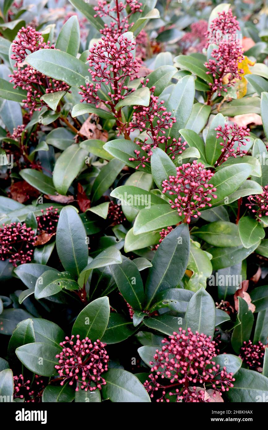 Skimmia japonica ‘Rubella’ Skimmia Rubella – kleine dunkelrote Blütenknospen und große, glänzend dunkelgrüne Blätter, November, England, Großbritannien Stockfoto