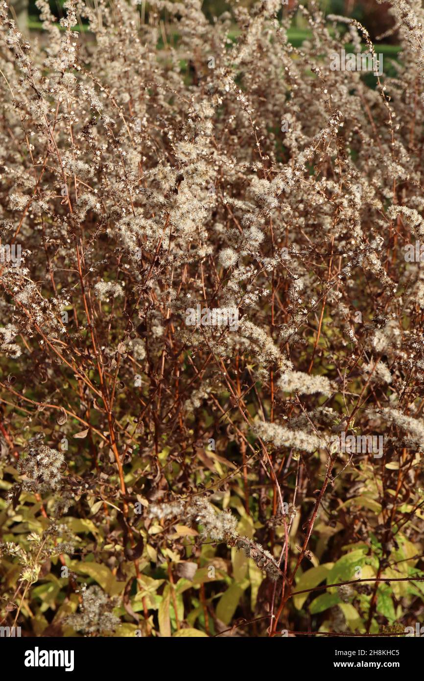 Solidago rugosa ‘Fireworks’ Goldrute Fireworks – bogenreiche braune Stängel flauschiger Samenköpfe, November, England, Großbritannien Stockfoto