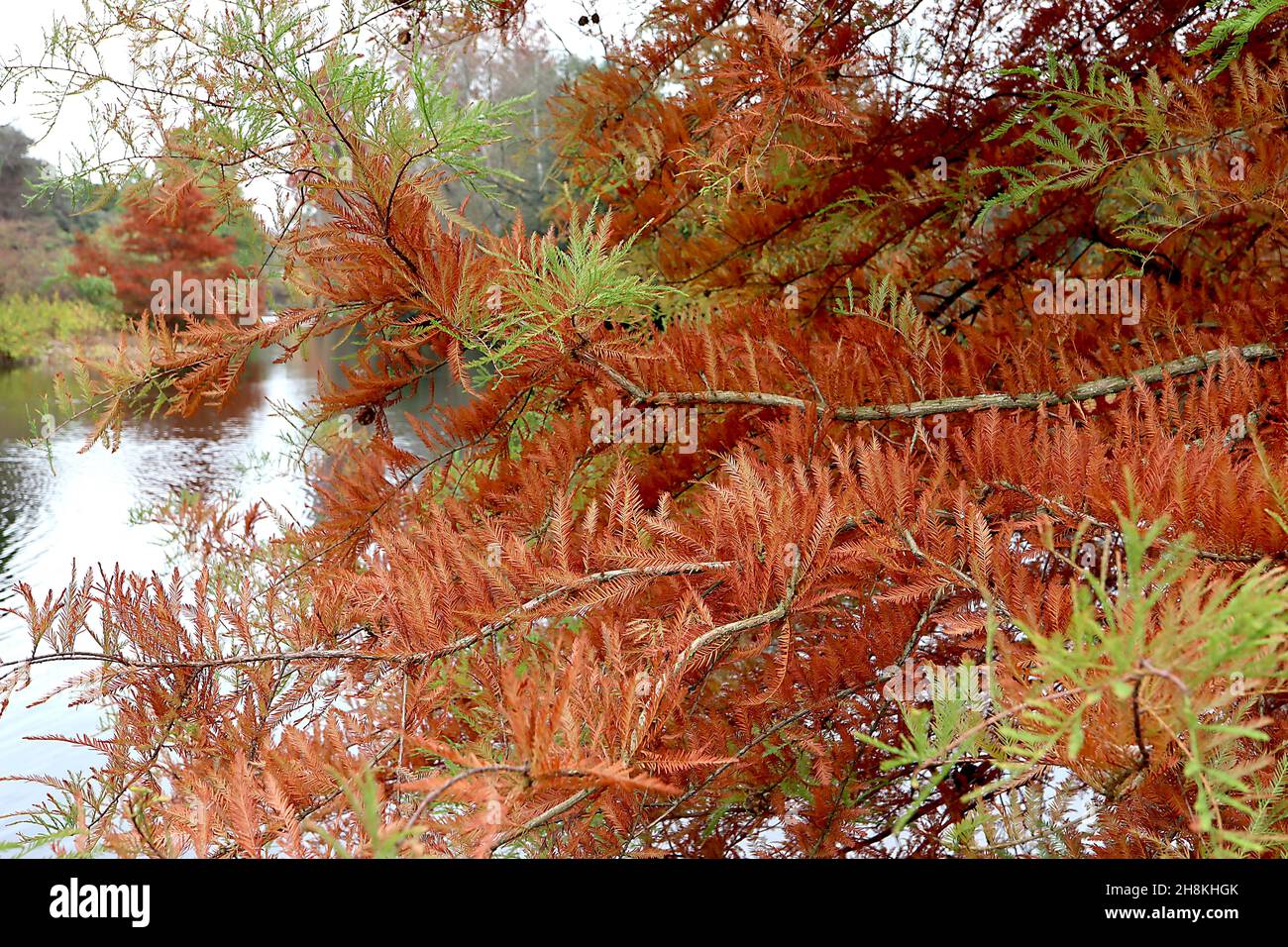 Taxodium destichum Sumpf-Zypresse - mittelgrünes und orangefarbenes federiges Laub auf dunkelbraunen hängenden Ästen, November, England, Großbritannien Stockfoto