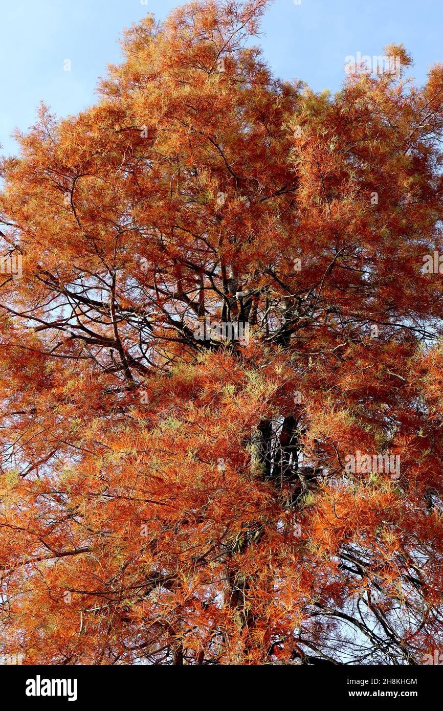 Taxodium destichum Sumpf-Zypresse - mittelgrünes und orangefarbenes federiges Laub auf dunkelbraunen hängenden Ästen, November, England, Großbritannien Stockfoto