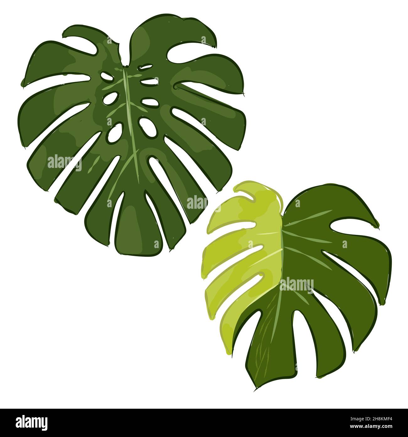 Monstera variegata variegated deliciosa Knig borsigiana grnes Blatt  Bltter Hand Zeichnung grne Farbe Skizze Illustration Stock-Vektorgrafik -  Alamy