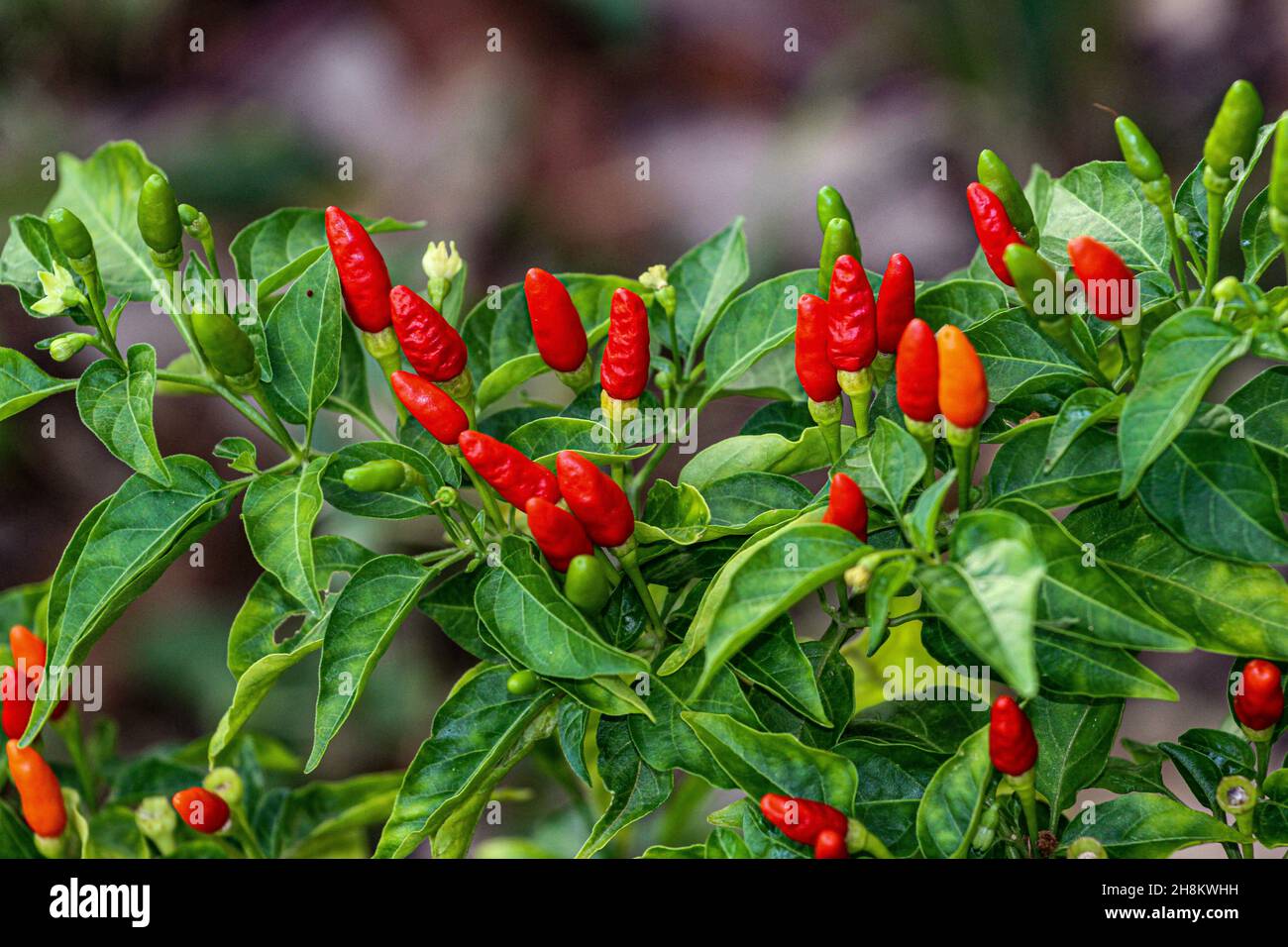 Frische und biologische Chilischoten (Capsicum frutescens) Stockfoto