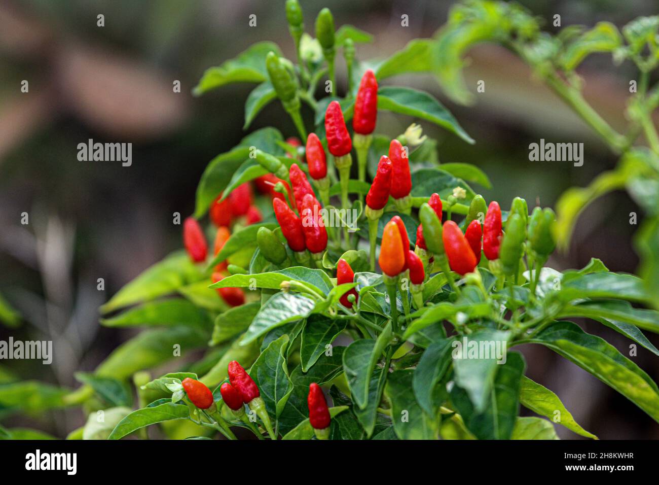 Frische und biologische Chilischoten (Capsicum frutescens) Stockfoto