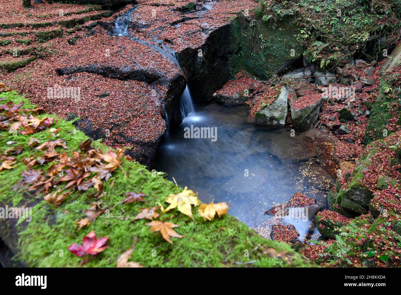 Ein Wasserfall im Herbst mit gelesenen Ahornblättern auf Felsen. Stockfoto