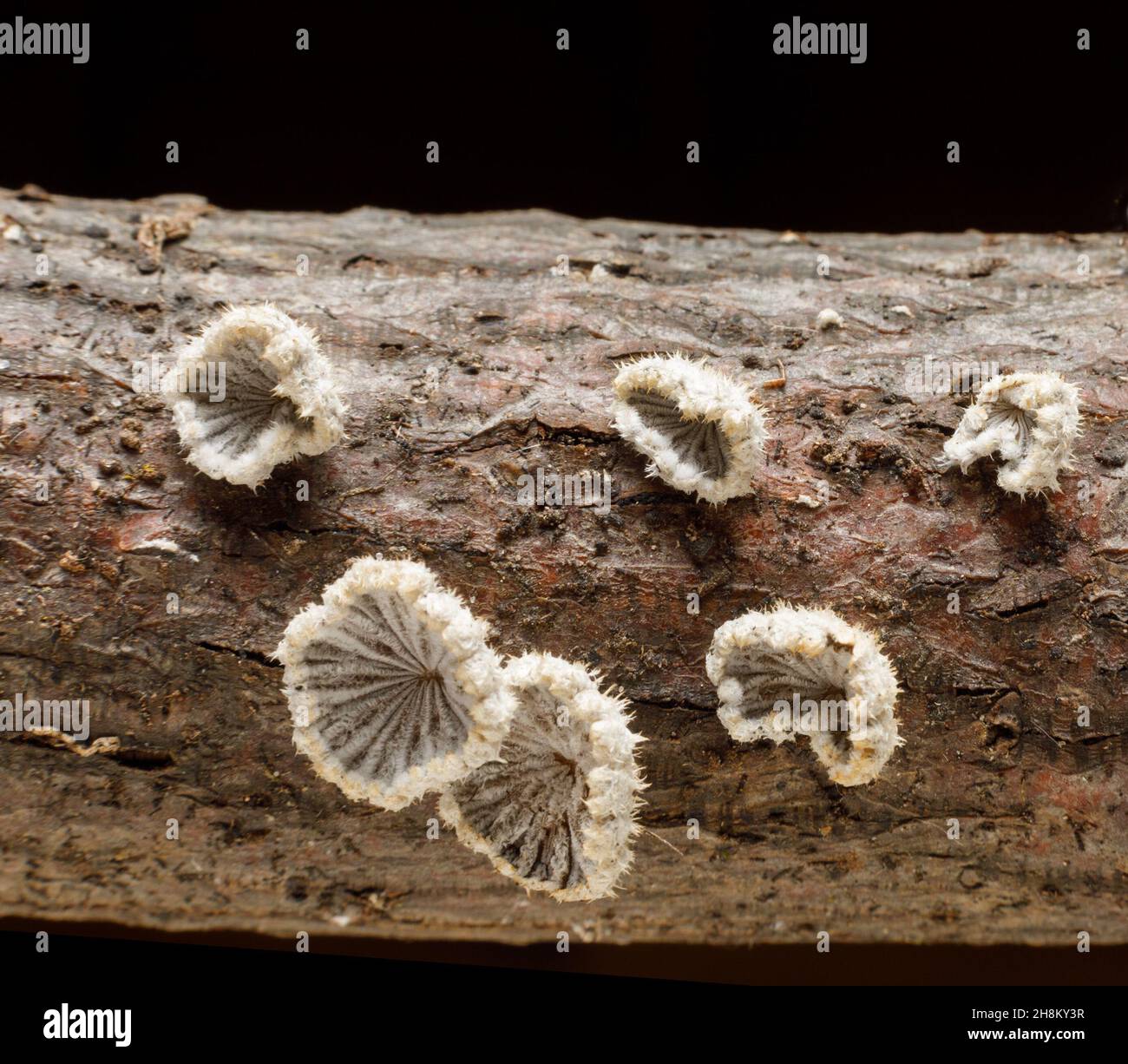 Schizophyllum Commune ist ein Spaltpilz, der auf toten Baumstämmen wächst. Kein kulinarisches Interesse. New York State, USA. Stockfoto