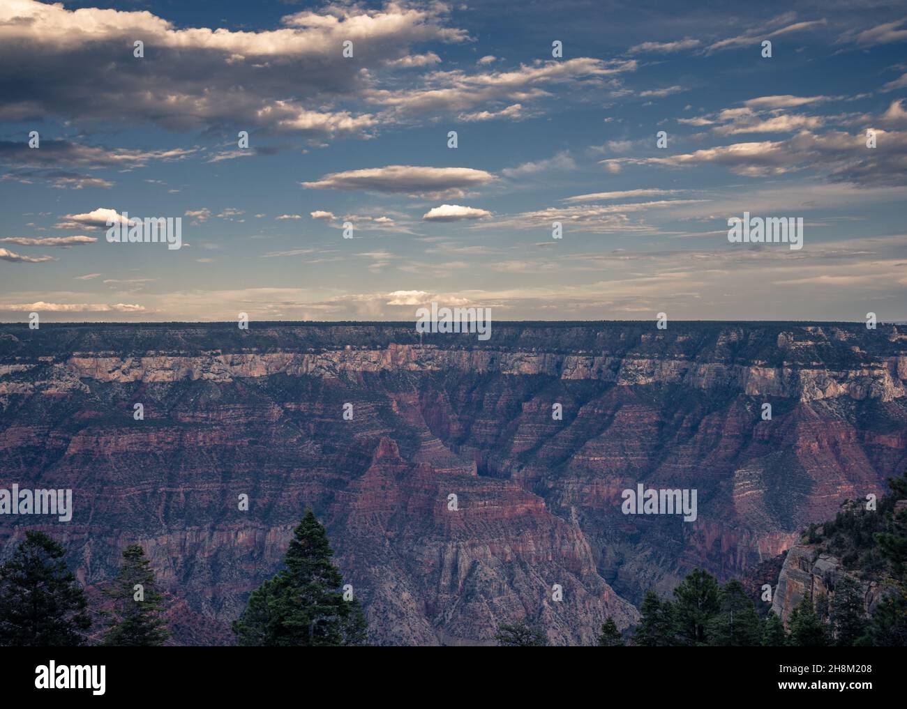 Farblich perfekte Canyon- und Kiefernlinien, Hintergrund des wolkigen Himmels Grand Canyon National Park, Arizona, USA Stockfoto