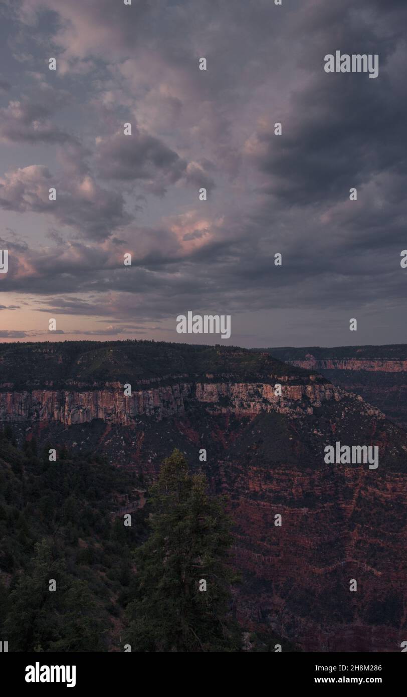 Farblich perfekte Canyon- und Kiefernlinien, Hintergrund des wolkigen Himmels Grand Canyon National Park, Arizona, USA Stockfoto