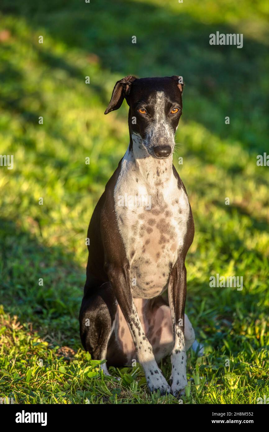 Ruby auf grünem farbenfrohem Hintergrund. Kleiner Windhund, der auf Shady Meadow posiert. Stockfoto