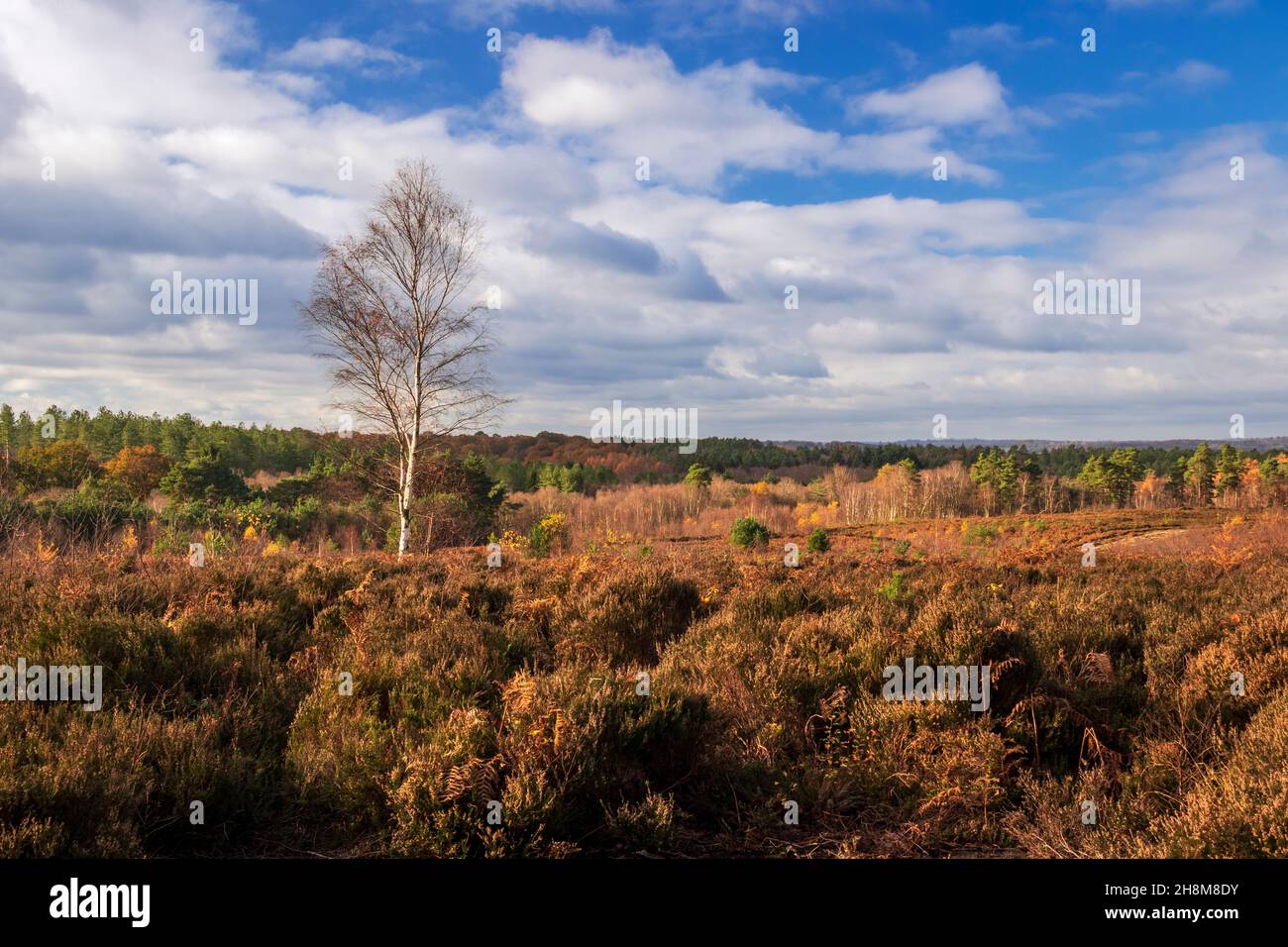 Im Broadwater Warren in der Nähe von Tunbridge Wells, Südostengland, bietet sich eine weite Herbstaussicht auf Heide und Heidekraut Stockfoto