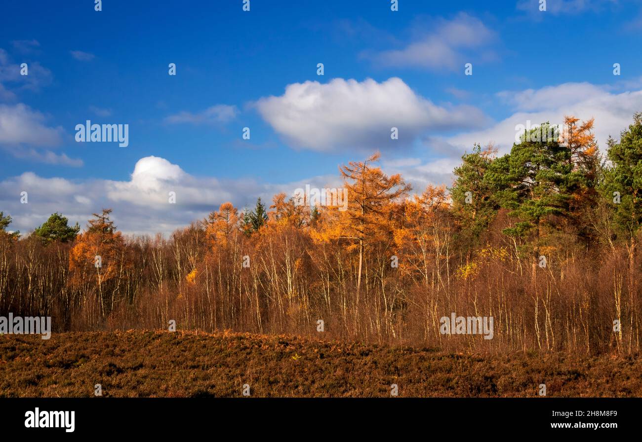 Im Broadwater Warren in der Nähe von Tunbridge Wells, Südostengland, bietet sich eine weite Herbstaussicht auf Heide und Heidekraut Stockfoto
