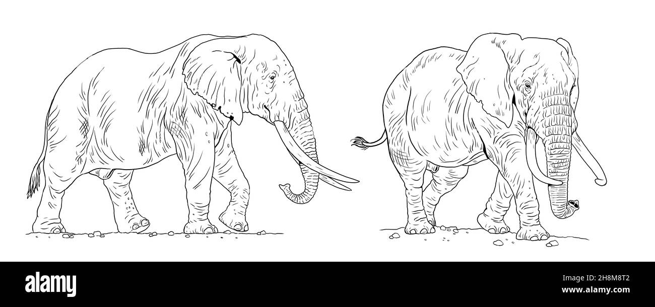 Afrikanische Elefantenzeichnung. Digitale Vorlage zum Färben mit Elefant Bull. Stockfoto