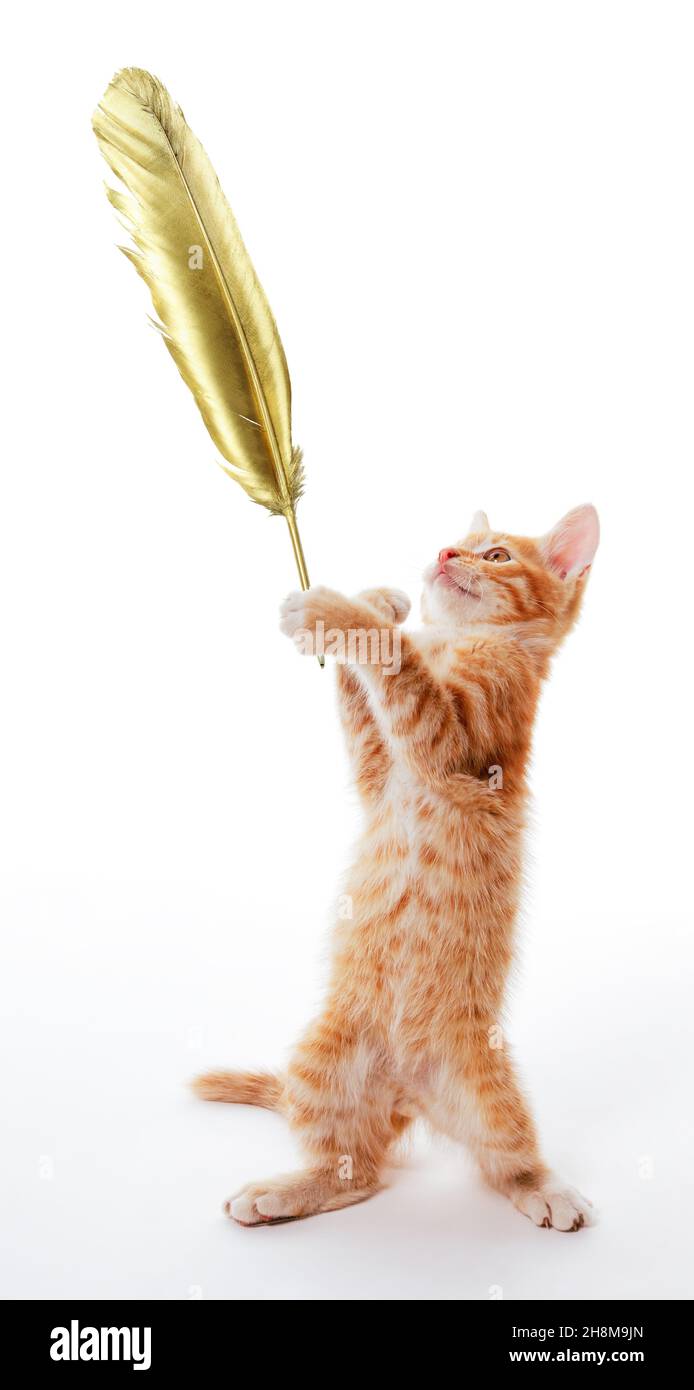 Lustiges Ingwer-Kätzchen steht und hält einen goldenen Federkiel in der Pfote Stockfoto