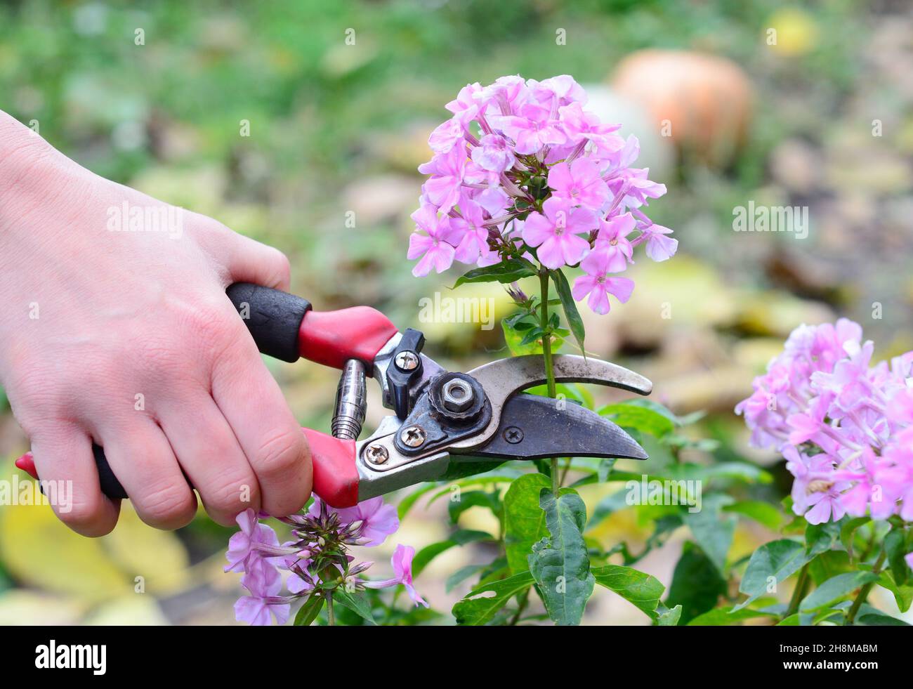 Im Garten eine panikierte, hohe Phlox anbauen. Ein Gärtner headheading eine rosa phlox paniculata, um die Blütezeit zu verlängern und mehr phlox Blumen haben. Stockfoto
