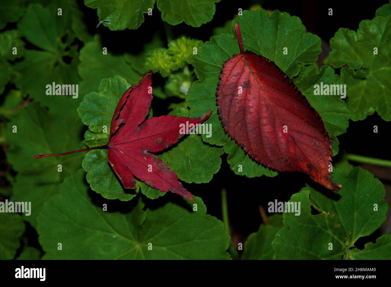 Zwei Blätter im Herbst Stockfoto