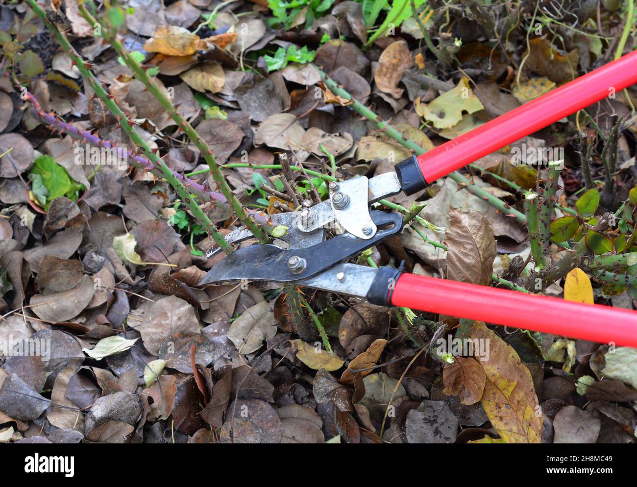 Rosen für den Winter vorbereiten. Rosen im Herbst mit langen Stielscheren schneiden. Stockfoto