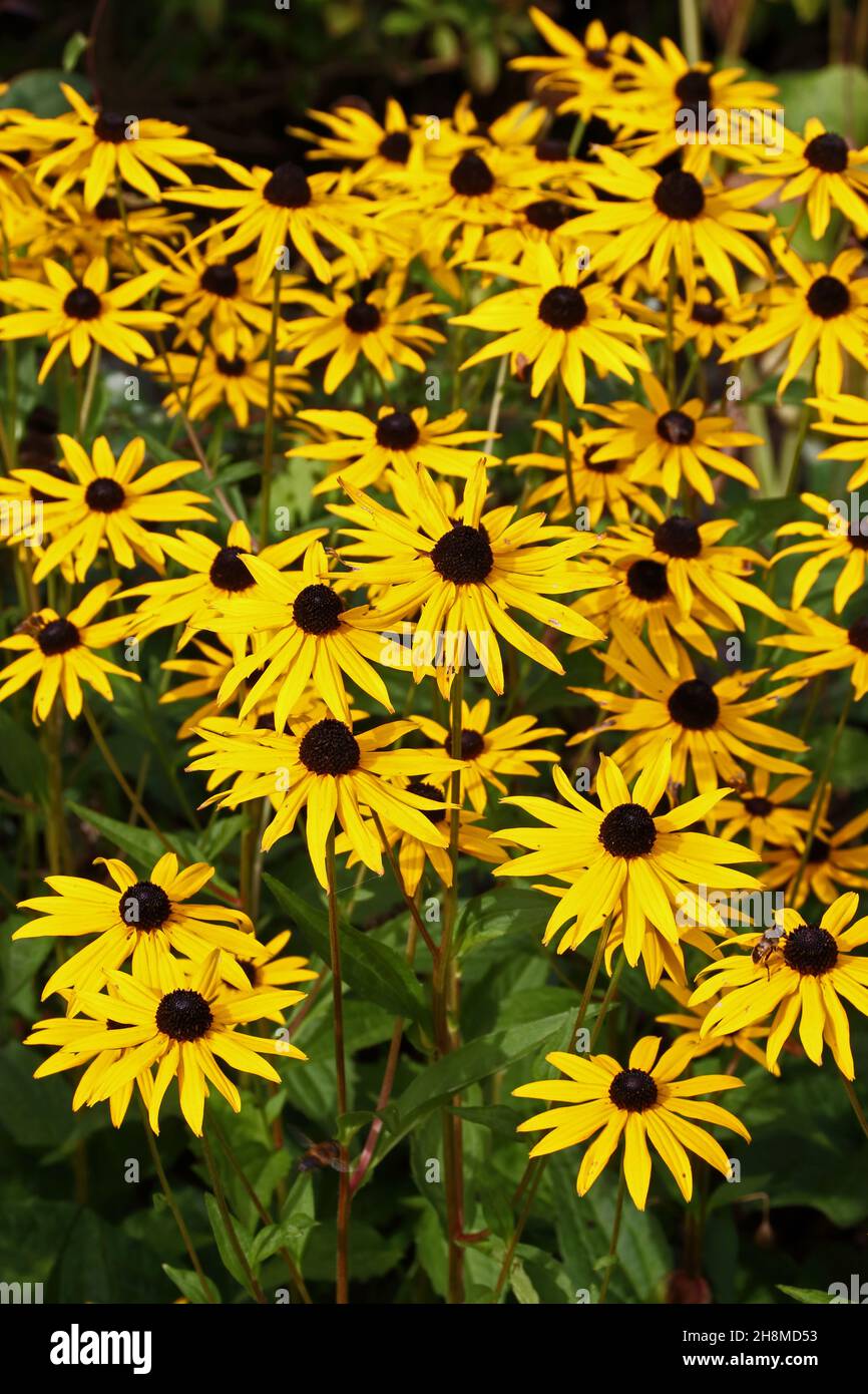 Gelben Rudbeckia Blumen Stockfoto