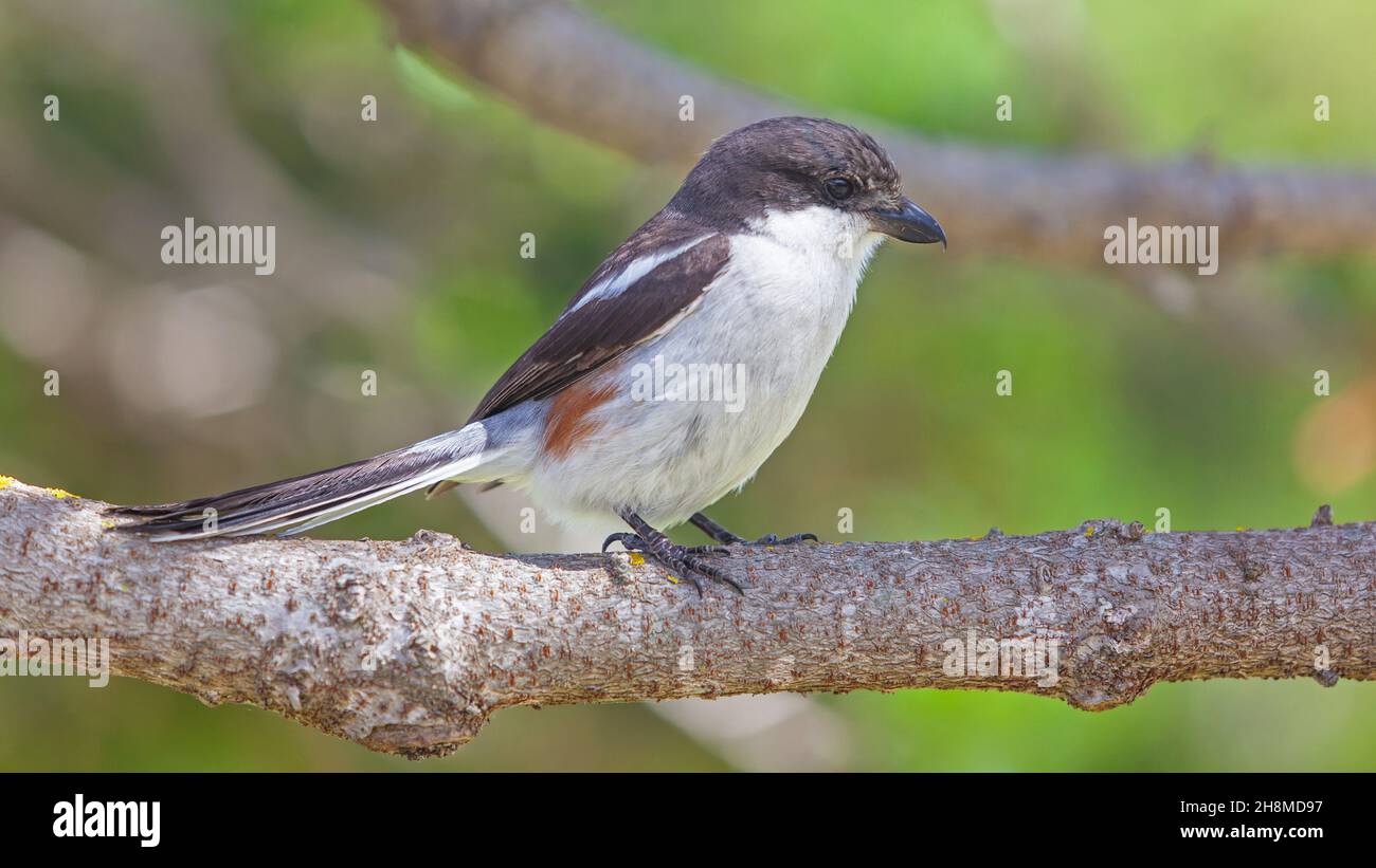 Der südliche Fiskalwürger (Lanius collaris) gehört zur Familie der Würger, die in den meisten Teilen Afrikas südlich der Sahara gefunden wurde. Stockfoto