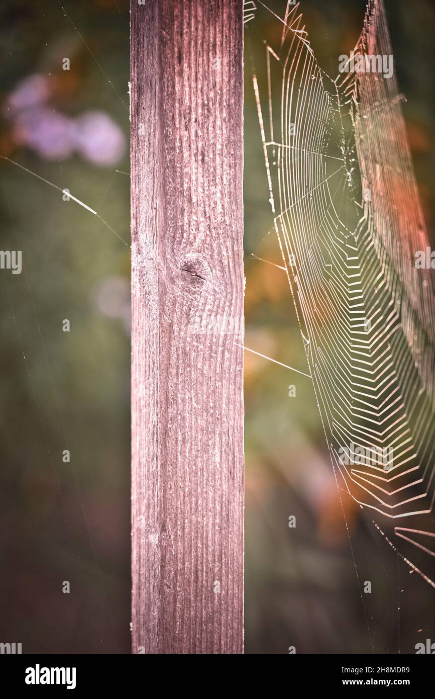 Spinnennetz an Holzpfosten befestigt. Konzept der Falle, gefangen, Flucht, zerbrechlich, zart Stockfoto