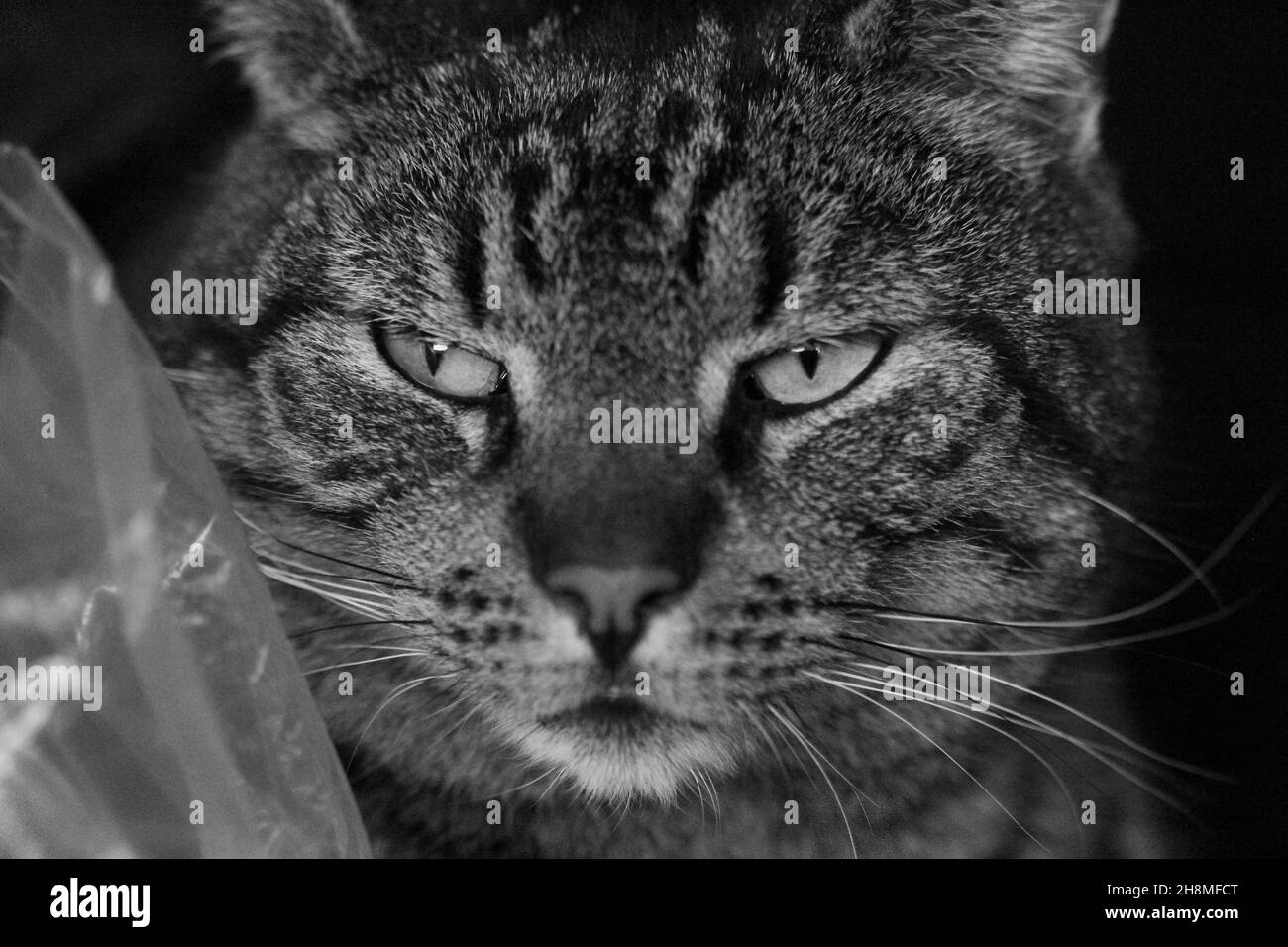 Schöner Gesichtsausdruck der Katze Felix Stockfoto