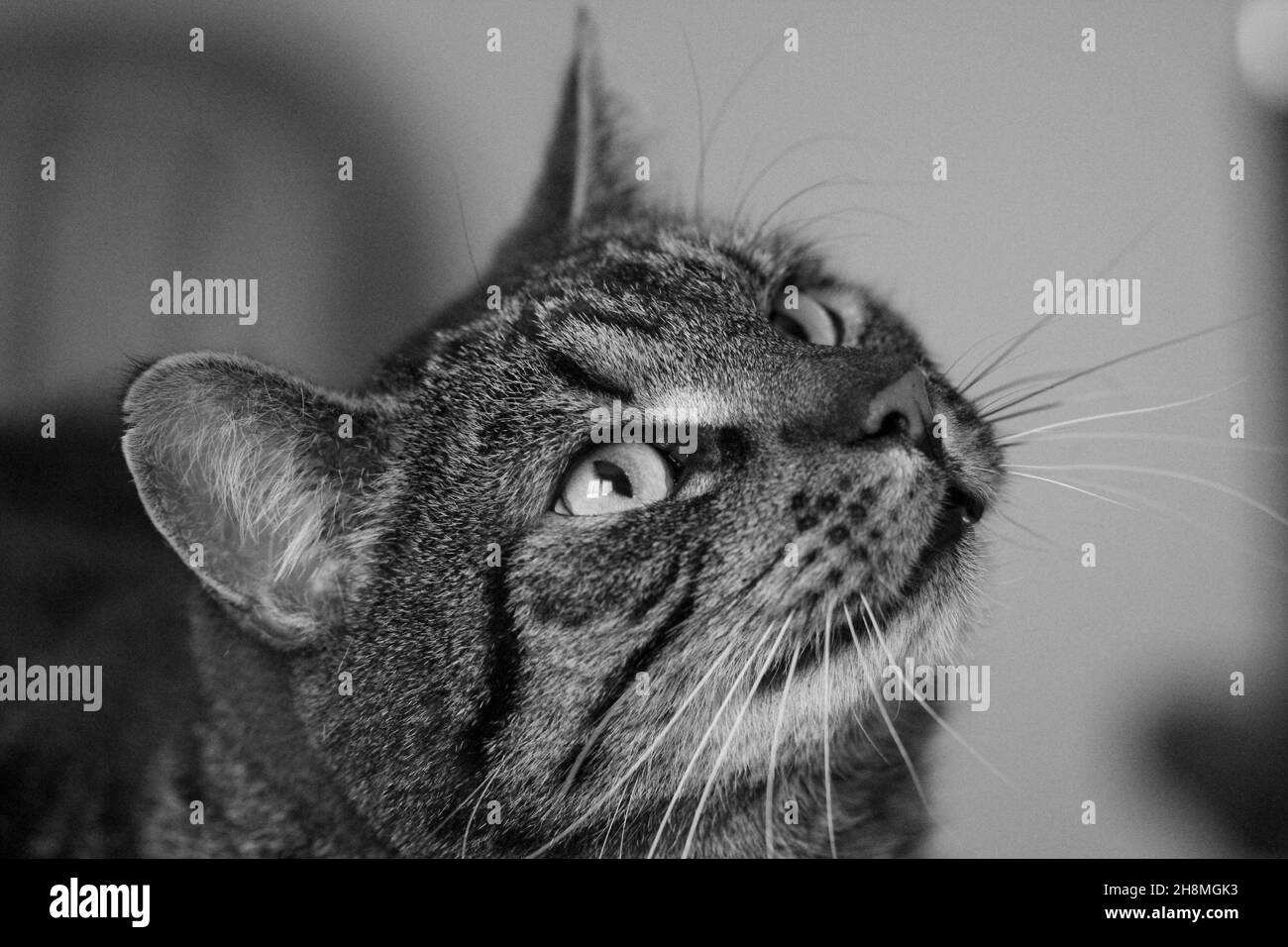 Schöner Gesichtsausdruck der Katze Felix Stockfoto