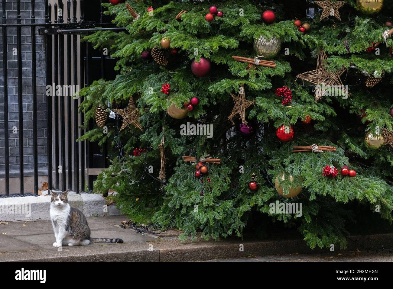 Larry, die Katze Nummer 10, sitzt neben dem Weihnachtsbaum in Downing Street, Whitehall, London, England, Großbritannien. Dezember 2021 Stockfoto