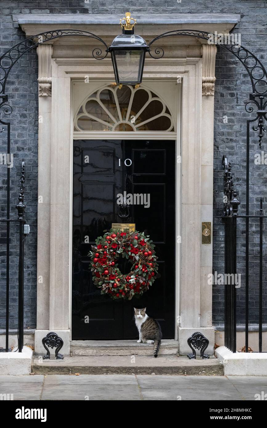 Larry, die Katze Nummer 10, sitzt neben dem Weihnachtsbaum in Downing Street, Whitehall, London, England, Großbritannien. Dezember 2021 Stockfoto