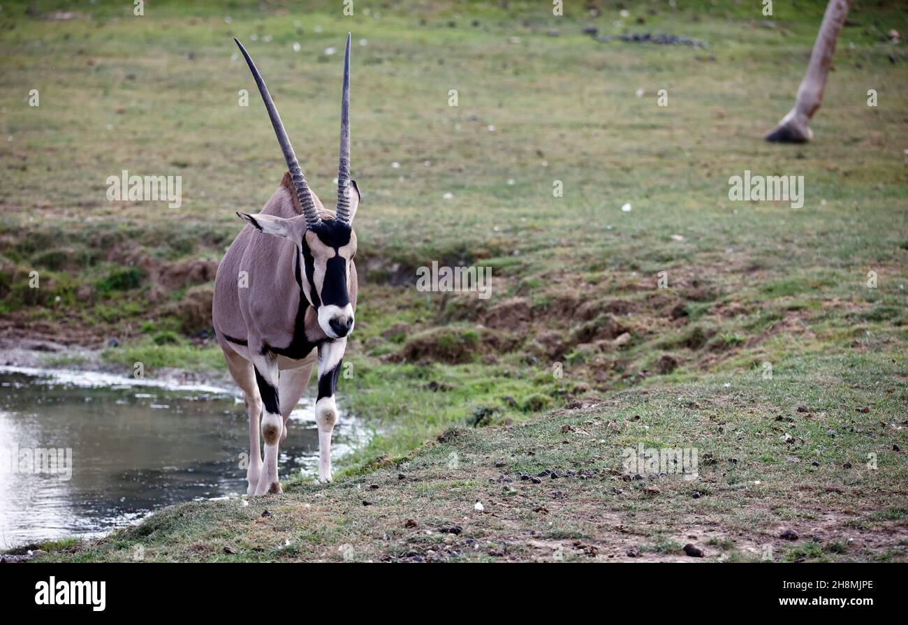 Oryx grast am Wasserloch Stockfoto