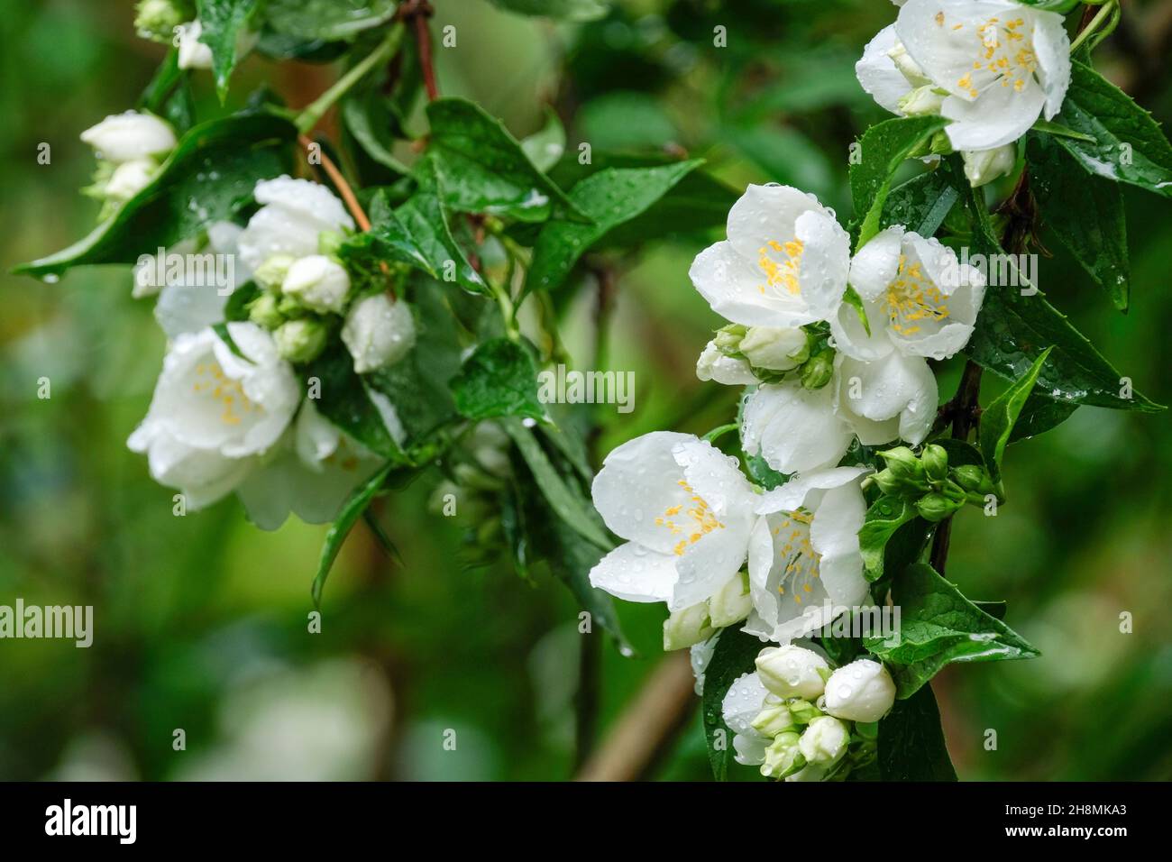 Philadelphus 'Burfordensis', Philadelphus × virginalis 'Burfordensis', Mock Orange 'Burfordensis'. Sommergrüner Strauch mit weißen Blüten Stockfoto