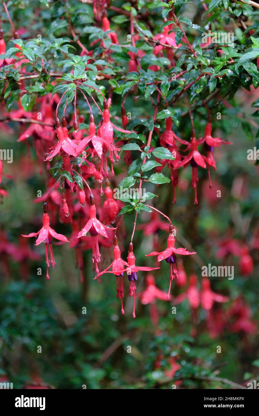 Fuchsia 'Riccartonii', winterharte Fuchsia, kleine, einzelne, scharlachrote und dunkelviolette Blüten Stockfoto