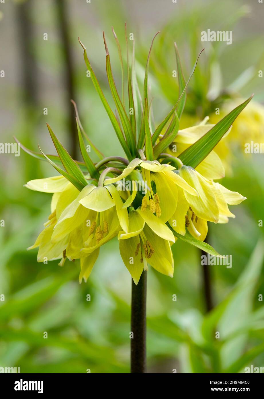 Fritillaria imperialis „Frühe Sensation“, „Frühe Sensation“ des Kronprinzens. Nahaufnahme von gelben Blumen Stockfoto