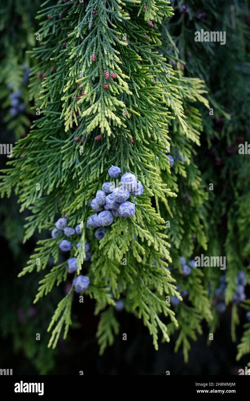 Chamaecyparis lawsoniana 'Stewartii', Lawsons Zypresse 'Stewartii', Lawsons falsche Zypresse 'Stewartii', Port Orford Zypresse 'Stewartii'. Kegel mit Außengewinde Stockfoto