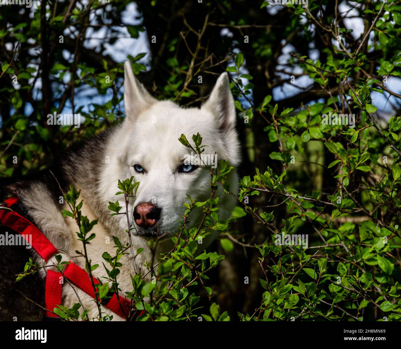Wunderschönes Husky mit Blue Eye ist für einen Spaziergang in einem Park und einen Blick und Geruch rund um die Büsche Stockfoto