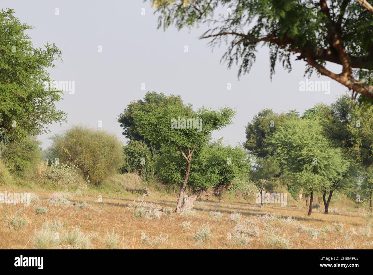 Nahaufnahme eines Landschaftsfotos eines Feldes oder Waldes mit großen Bäumen und kleinem Gras und offenem Himmel Stockfoto