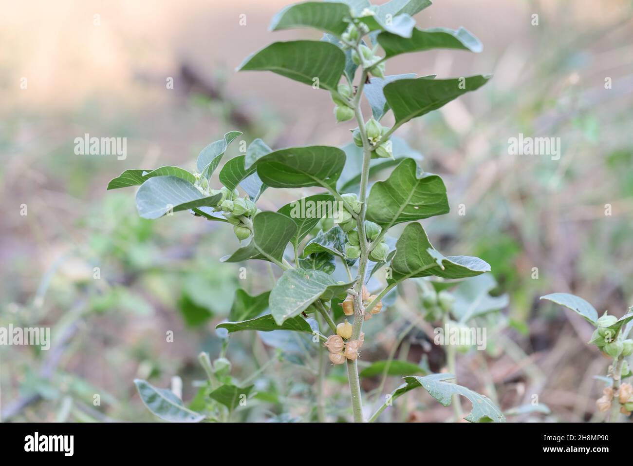 Nahaufnahme der Ashwagandha-Früchte auf der Pflanze (Withania somnifera) Stockfoto